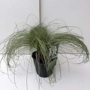Zegge (Carex comans "Frosted Curls") siergras - In 2 liter pot - 1 stuks