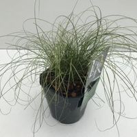 Zegge (Carex comans "Frosted Curls") siergras - In 2 liter pot - 1 stuks