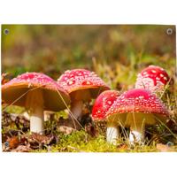 Tuinposter Paddestoelen - Pillow Buddies