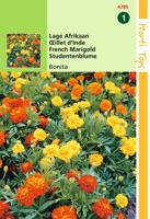 Tagetes patula nana Bonita dubbelbl. gemengd - Hortitops