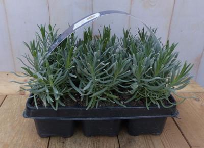 Lavendel plantjes zes stuks blauw Lavandula Warentuin Natuurlijk - Warentuin natuurlijk