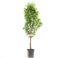 Prunus persica nucipersica Flateryna Platte nectarine fruitplant Fruithof - Fruithof