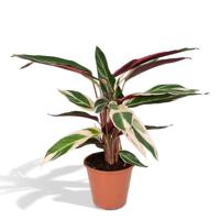 Calathea Triostar - Pauwenplant - Ø19cm - ↕70cm Calathea Triostar - Pauwenplant - Ø19cm - ↕70cm