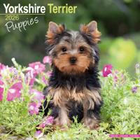 Yorkshire Terrier Puppies Kalender 2026
