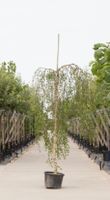 Prieelberk Betula pendula Youngii h 230 cm st. omtrek 8 cm st. h 200 cm - Warentuin Natuurlijk - thumbnail