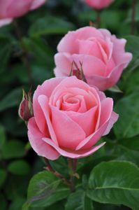 Roze Struikroos