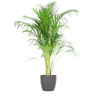 Areca Palm (Dypsis) mit Viber Grijs - 100cm - Ø21