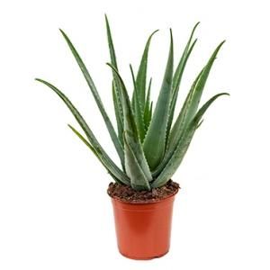 Aloe vera barbadensis M kamerplant