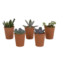 Vetplanten mix 5.5 cm - 5x - in terracotta pot Vetplanten mix 5.5 cm - 5x - in terracotta pot