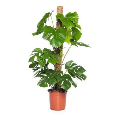 Kamerplant Monstera met mosstok ''Gatenplant''