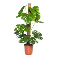Kamerplant Monstera met mosstok ''Gatenplant''