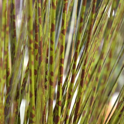 Athyrium kunstvaren boeket 75 cm