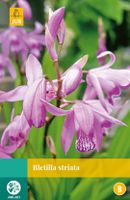 Bletilla Striata Bloembol JUB 1 bol - Jub