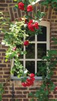 Raam bloemen 70x130cm Tuinschilderij - Customize it