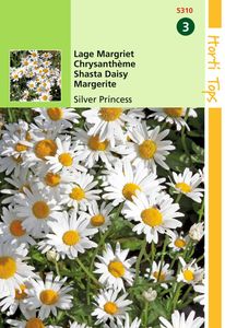 Chrysanthemum Max.Nanum Silver Princess - Hortitops