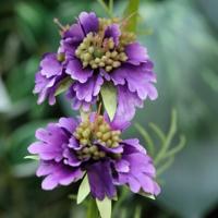 Scabiosa Kunstbloem 77cm Lavender