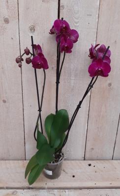 Kamerplant Vlinderorchidee phalaenopsis roze 3 takken - Warentuin natuurlijk