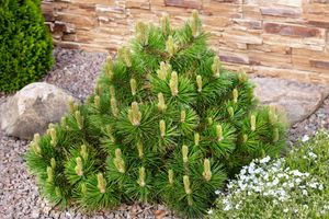Bergden Pinus mugo mughus