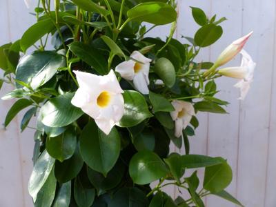 Dipladenia Mandevilla Sundaville wit 90cm - Warentuin natuurlijk
