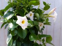 Dipladenia Mandevilla Sundaville wit 90cm - Warentuin natuurlijk