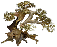 Superfish Bonsai Driftwood L
