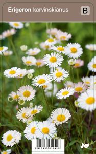 Vips Erigeron karvinskianus - Fijnstraal