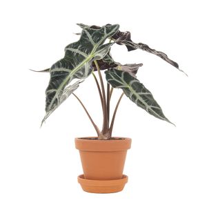 Alocasia Polly incl. terracotta pot