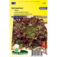 Pluksla zaden - Red Salad Bowl - thumbnail
