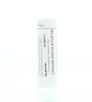 Homeoden Heel Conium maculatum D6 6 Gram