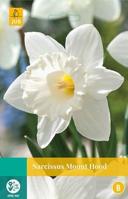 Narcissus Mount Hood 4 bollen - Jub