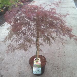 Japanse esdoorn (Acer palmatum "Garnet") heester - 80+ cm - 5 stuks
