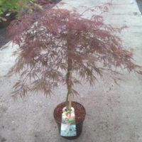 Japanse esdoorn (Acer palmatum "Garnet") heester - 80+ cm - 5 stuks - thumbnail