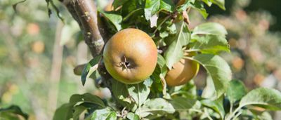 Patio appelboom &apos;Cox&apos;s orange Pippin&apos;