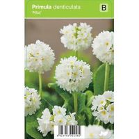 Bolprimula (primula denticulata "Alba") voorjaarsbloeier - 12 stuks