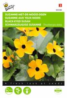 Thunbergia Alata Suzanne met de mooie ogen - Buzzy