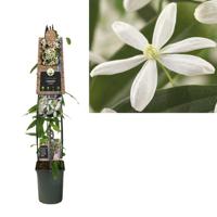Klimplant Clematis armandii 120 cm Bosrank Van der Starre - Van der starre