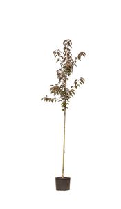 2 stuks! Rode Japanse sierkers prunus serrulata Royal Burgundy h 250 cm st. omtrek 6 cm boom - Warentuin Natuurlijk
