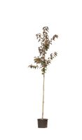 2 stuks! Rode Japanse sierkers prunus serrulata Royal Burgundy h 250 cm st. omtrek 6 cm boom - Warentuin Natuurlijk - thumbnail