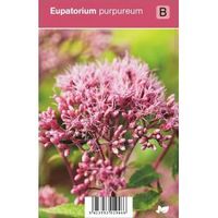 Leverkruid (eupatorium purpureum) najaarsbloeier - 12 stuks