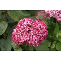 Hydrangea Arborescens "Pink Annabelle"® sneeuwbalhortensia - thumbnail