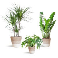 Schaduw Plantenbox - medium - met mand Lissabon wit