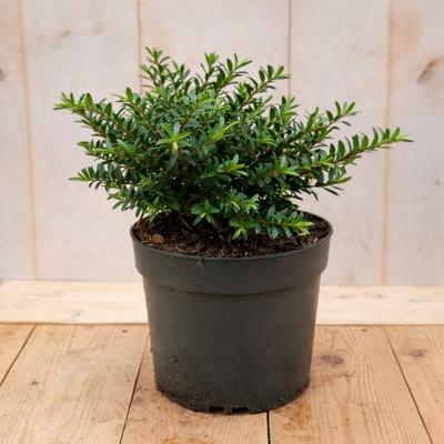 Hebe Celina 30 cm groenblijvend vaste plant witte bloem Warentuin Natuurlijk - Warentuin natuurlijk