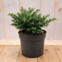 Hebe Celina 30 cm groenblijvend vaste plant witte bloem Warentuin Natuurlijk - Warentuin natuurlijk