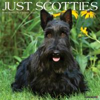 Schotse Terrier Kalender 2026