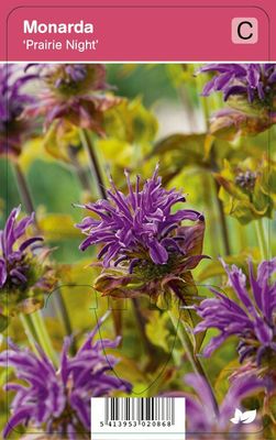 Vips Monarda Prairie Night - Bergamotplant
