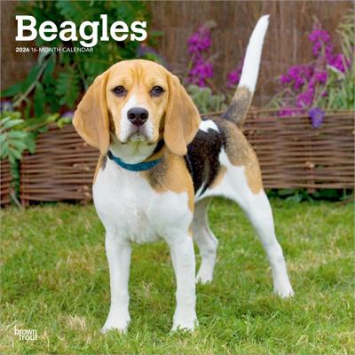 Beagle Kalender 2026