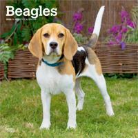 Beagle Kalender 2026