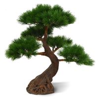 Pinus Bonsai x5 Deluxe 80 cm op voet UV