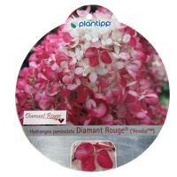 Hortensia Paniculata Diamant Rouge - Warentuin natuurlijk