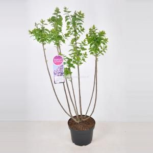 Sering (syringa vulgaris "Lavender Lady") - 70-90 cm - 1 stuks